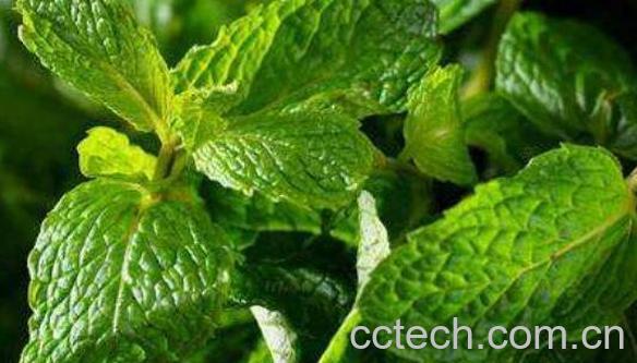  薄荷叶的功效与作用 薄荷叶的食用方法-0
