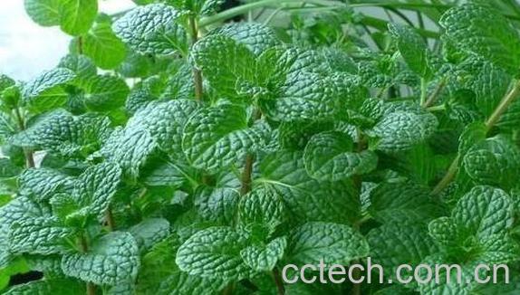  薄荷叶的功效与作用 薄荷叶的食用方法-1