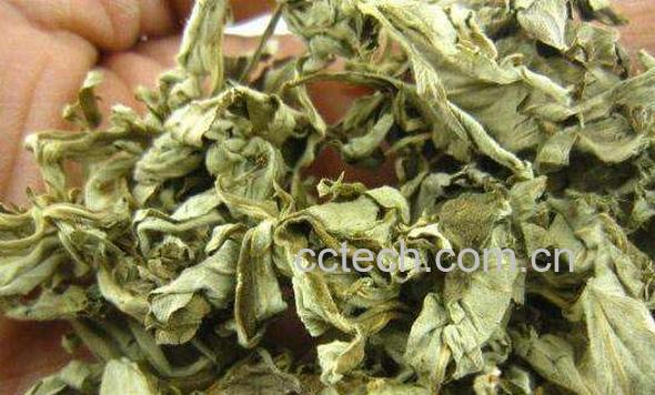 艾叶煮水喝有什么功效 喝艾叶水的功效与作用-0