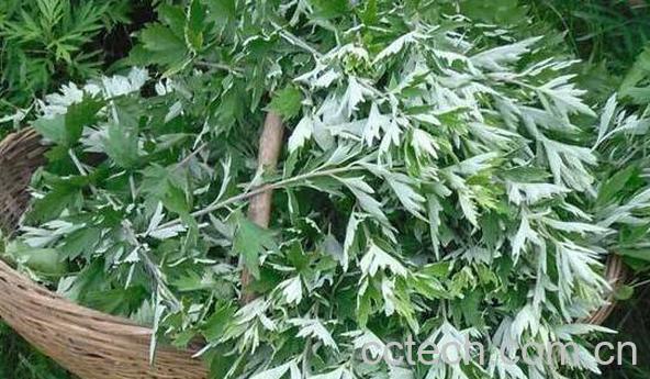 艾叶煮水喝有什么功效 喝艾叶水的功效与作用-1