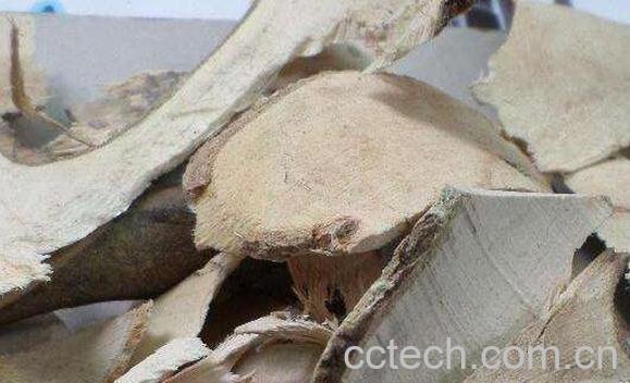 岗梅根的功效与作用及禁忌-0