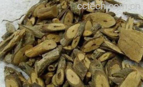 岗梅根的功效与作用及禁忌-1