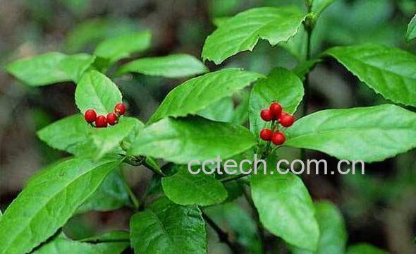 中药岗梅的功效与作用及药用价值-0