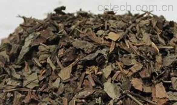 中药岗梅的功效与作用及药用价值-1