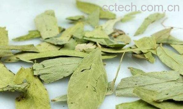 番泻叶的功效与作用及食用方法-0