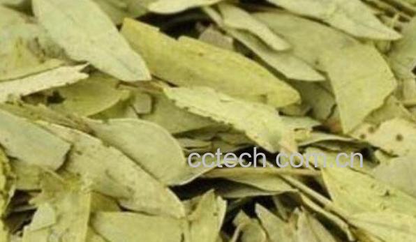 番泻叶的功效与作用及食用方法-1