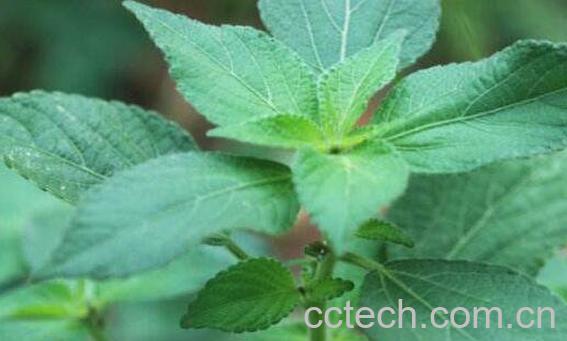 铁苋菜的功效与作用 铁苋菜的食用方法-0