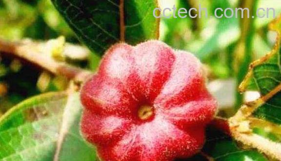 算盘子根的功效与用法 算盘子根的副作用-1