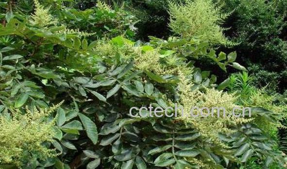 盐肤木的功效与作用-0