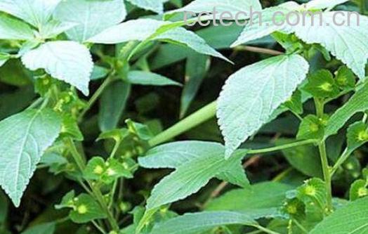 铁苋菜的功效与作用 铁苋菜的食用方法-1