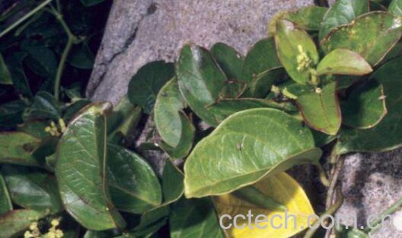 牛皮消的功效与作用-0