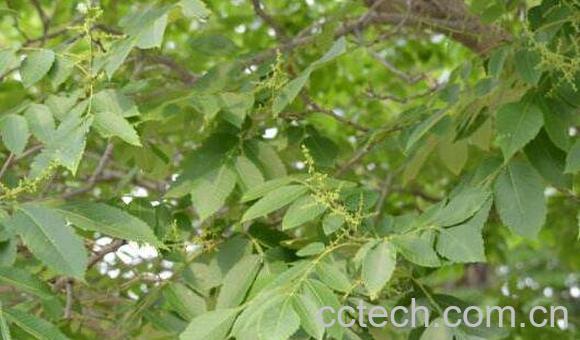 盐肤木的功效与作用-1