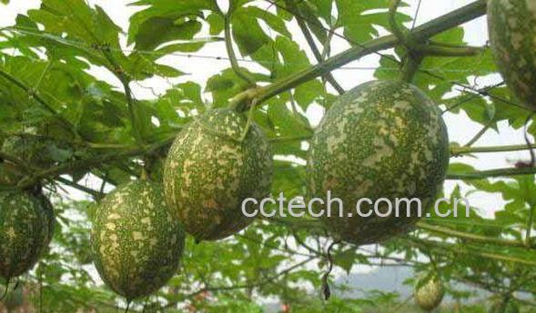 栝楼的功效与作用-0