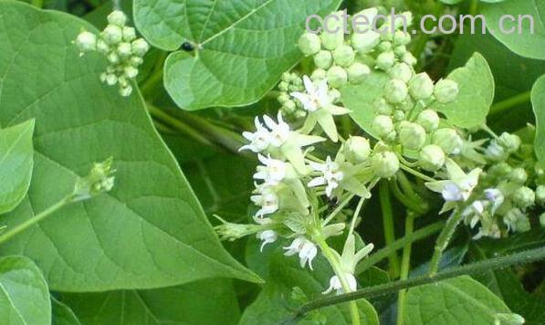 牛皮消的功效与作用-1