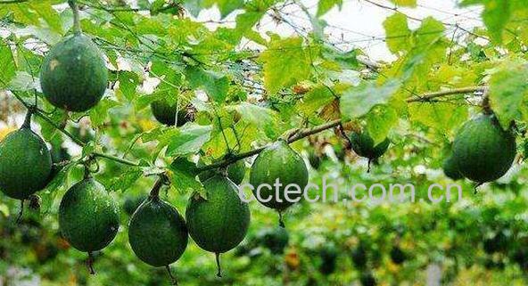 栝楼的功效与作用-1