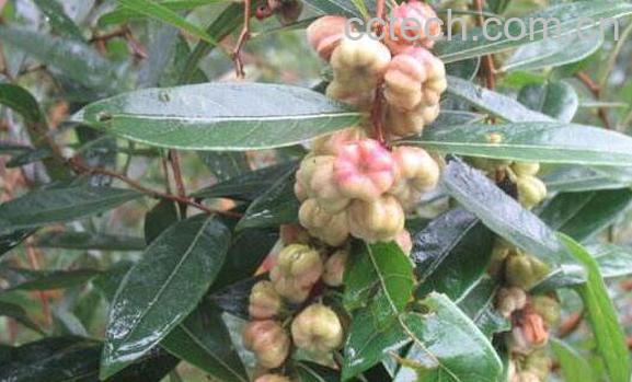 算盘子的功效与作用 算盘子的用法-0