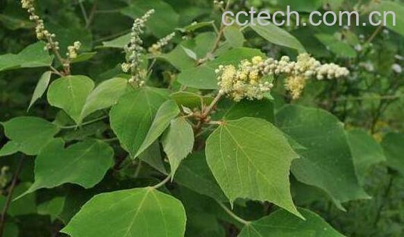 白背叶的功效用法 白背叶的副作用-1