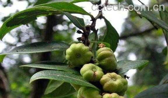 算盘子的功效与作用 算盘子的用法-1