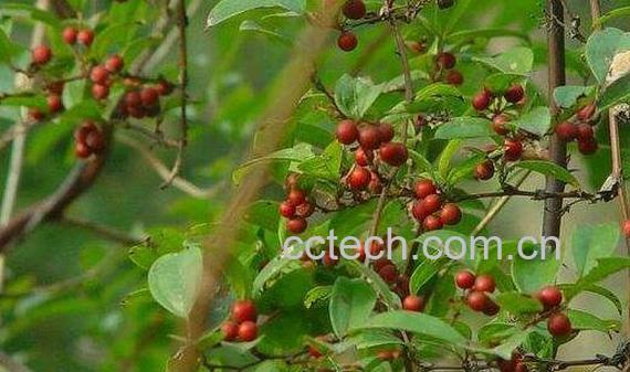 菝葜的功效和作用-0