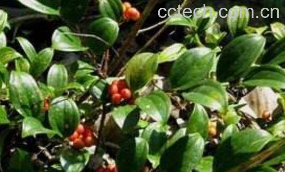 菝葜的功效和作用-1