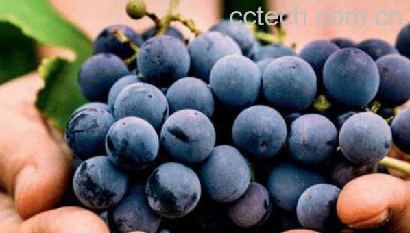 白黎芦醇的功效和作用-0