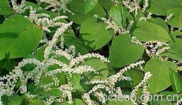 虎杖的功效与作用及药用价值-1