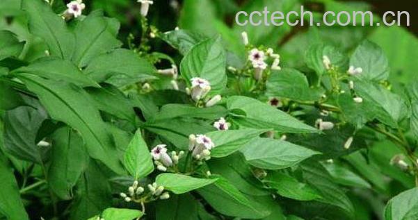 鸡矢藤功效与作用,鸡矢藤的副作用-0