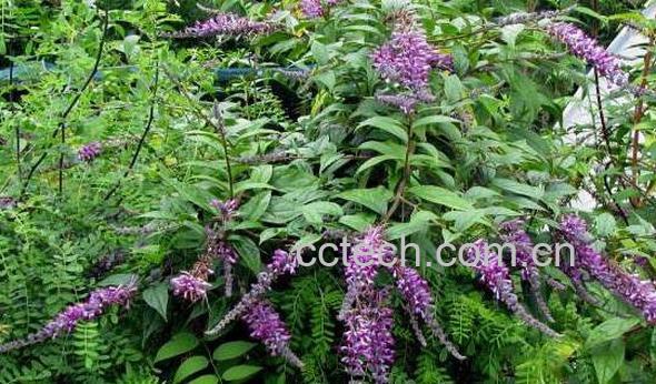 醉鱼草的功效与作用及药用价值-0