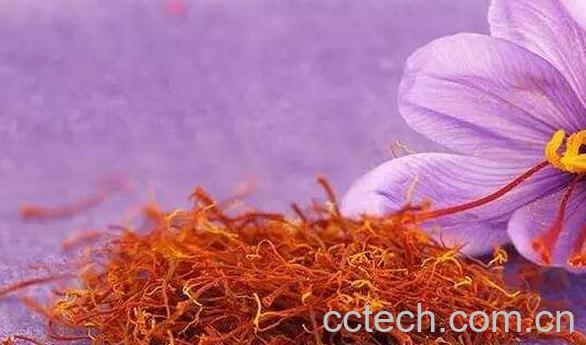 番红花的功效与作用及药用价值-0
