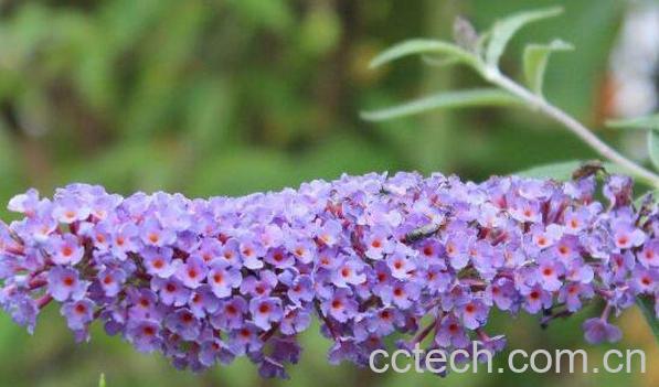 醉鱼草的功效与作用及药用价值-1