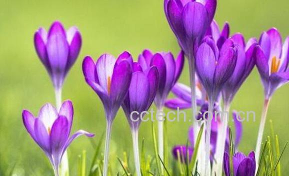 番红花的功效与作用及药用价值-1