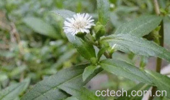 墨旱莲的功效与作用及药用价值-0