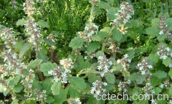 匍枝筋骨草的功效与作用-1