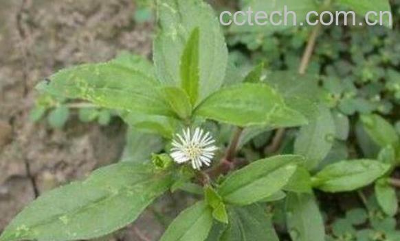 墨旱莲的功效与作用及药用价值-1