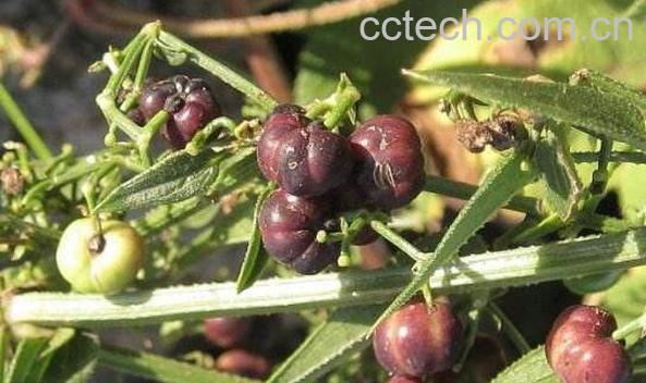 茜草的功效与作用及食用方法-0