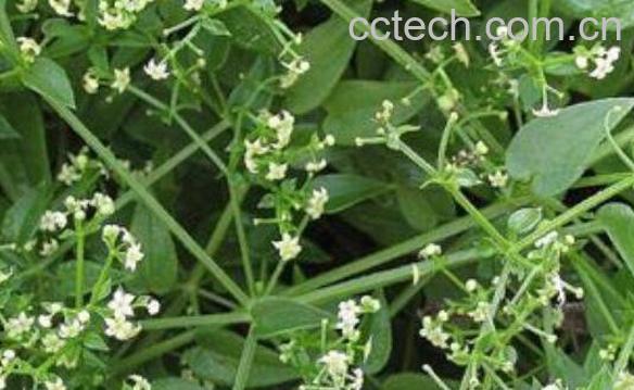 茜草的功效与作用及食用方法-1