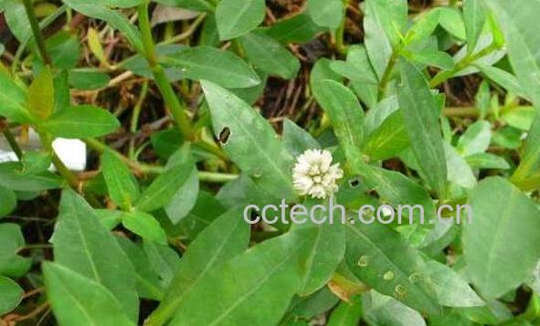 空心莲子草的功效与危害 空心莲子草如何根除-1