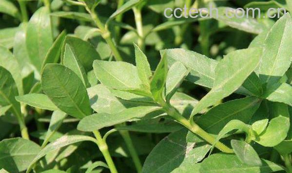 空心莲子草的功效与危害 空心莲子草如何根除-0