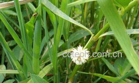 草的功效与作用 草的药用价值-1