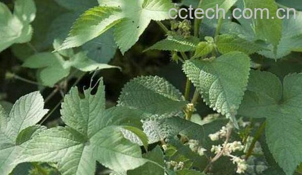 草的功效与作用 草的药用价值-0