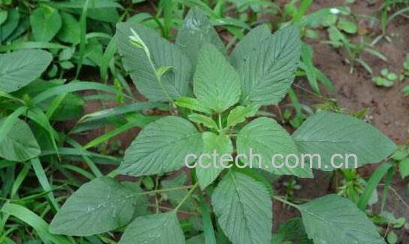 反枝苋的功效与作用-1