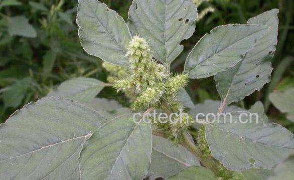 反枝苋的功效与作用-0