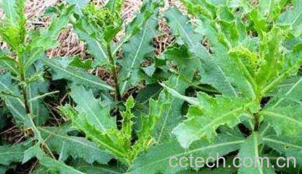 小蓟的功效与作用 小蓟的使用禁忌-1