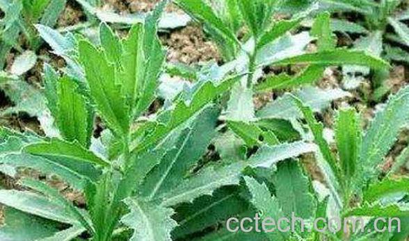 小蓟的功效与作用 小蓟的使用禁忌-0