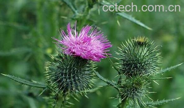 大蓟的功效与作用 大蓟的用法-0