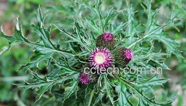 大蓟的功效与作用 大蓟的用法-1