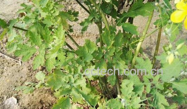 白屈菜碱的功效与作用-1