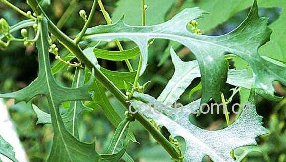 翅果菊的功效和作用 翅果菊的药用价值-1