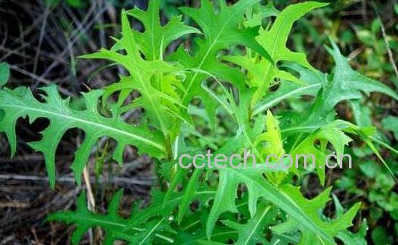 翅果菊的功效和作用 翅果菊的药用价值-0