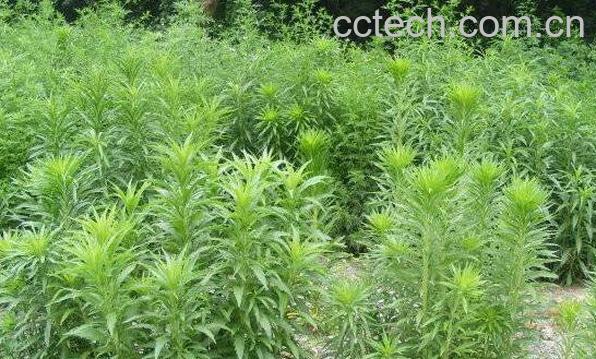 小蓬草的功效与作用-0